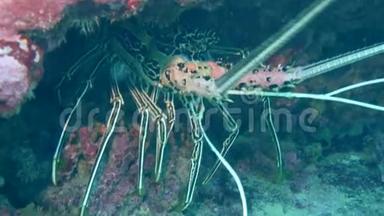 一只<strong>大龙虾</strong>，藏在冲绳岛石崎岛附近的一块岩石里。 水下10米。